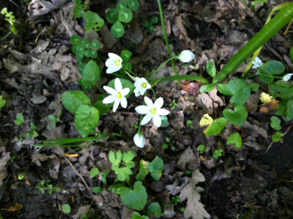 Allium pendulinum